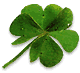 Four Leaf Clover